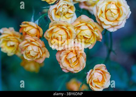 Nahaufnahme von pfirsichfarbenen und gelben Rosen in Blüte vor einem verschwommenen türkisfarbenen und blauen Hintergrund. Konzentrieren Sie sich auf die Rosen und halten Sie ihre Textur und Farbe fest. Stockfoto