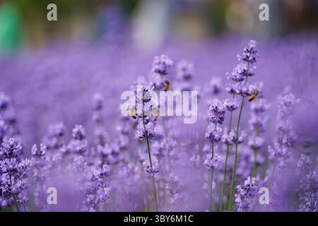 Die Biene schwebt bei Sonnenuntergang über den lila Verbene Blumen Stockfoto
