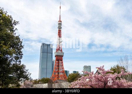 Tokyo Tower, auch bekannt als Japan Radio Tower, aus dem Prince Chiba Park mit Kirschblüten, Japan. Stockfoto