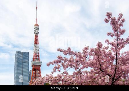 Tokyo Tower, auch bekannt als Japan Radio Tower, aus dem Prince Chiba Park mit Kirschblüten, Japan. Stockfoto