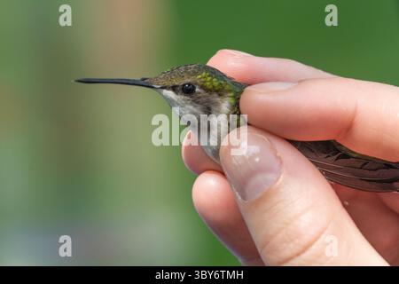 Nahaufnahme eines erwachsenen weiblichen Kolibri (Archilochus colubris), der im Naturschutzgebiet zur Streifenbildung gehalten wird Stockfoto