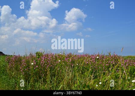 Cley Next das Seevögelreservat in Norfolk mit Schilf, Wildblumen, großem Himmel und Salzmarsch, im Juli, Sommer Stockfoto