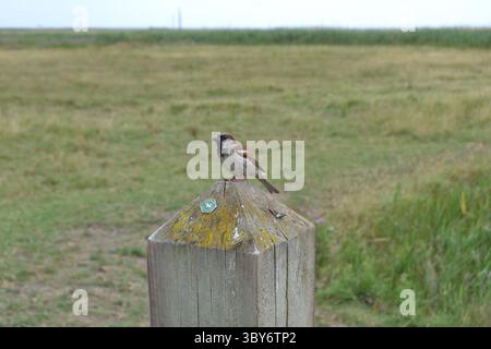 Ein Haussperling thront auf einem Pfosten in Cley Next das Sea Vogelreservat im Norden Norfolk, das für Watvögel und Wanderarten bekannt ist Stockfoto