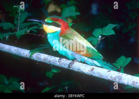 Europäische Bienenfresser Merops Apiaster. Kopf-Nahaufnahme Stockfoto