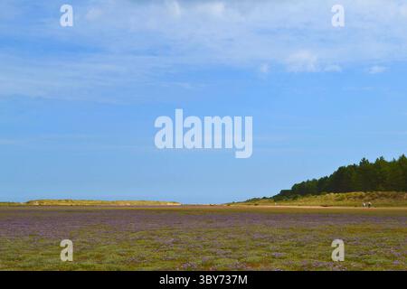 Holkham Beach im Juli, North Norfolk, wo Lavendelblüten und Menschen zu den Sanddünen am Meer laufen Stockfoto