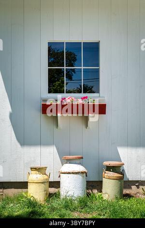 Eine rustikale weiße Bauernhauswand mit einem roten Blumenkasten unter einem klassischen Fenster, mit drei verwitterten Milchkannen unten angeordnet. Stockfoto