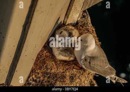 Schwarzbeinige Kittiwake nistet am goldenen Sommerabend unter der Brücke. Stockfoto