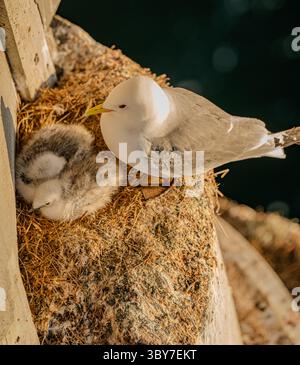 Schwarzbeinige Kittiwake nistet am goldenen Sommerabend unter der Brücke. Stockfoto