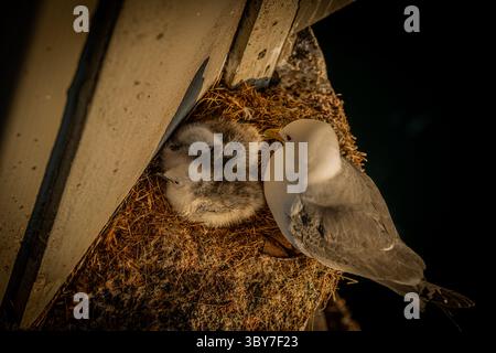 Schwarzbeinige Kittiwake nistet am goldenen Sommerabend unter der Brücke. Stockfoto