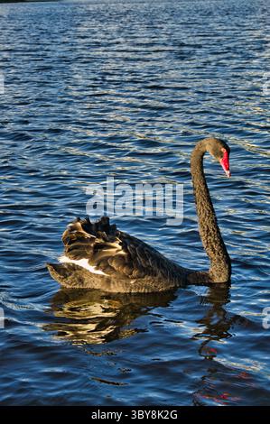 Ein schwarzer Schwan (Cygnus atratus), der aus Neuseeland stammt, in einem See auf der Nordinsel Stockfoto