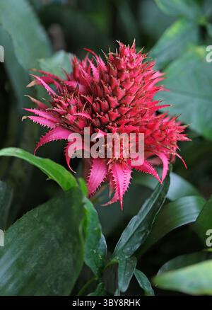 Silbervase Bromelie, Urnenpflanze, Aechmea fasciata, Bromeliaceae. Brasilien, Südamerika. Das heimische Verbreitungsgebiet dieser Art ist Brasilien (Rio de Janeiro). Stockfoto