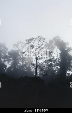 Silhouetten mystischer Regenwälder an einem nebeligen frühen Morgen in Sukau, Sabah, Borneo, Malaysia Stockfoto