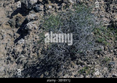 Erste Flechten und Pflanzen einer neuen Vegetation am abgekühlten Lavastrom bei Mancha Blanca Stockfoto