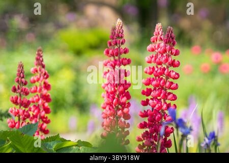 Rote Lupinusblüten im Garten. Lupin My Castle (Lupinus x russellii). Farbenfrohe Darstellung roter, rosafarbener Lupinen in einer Gartenkante des Landhauses. Stockfoto