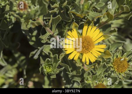 Erste Flechten und Pflanzen einer neuen Vegetation am abgekühlten Lavastrom bei Mancha Blanca Stockfoto