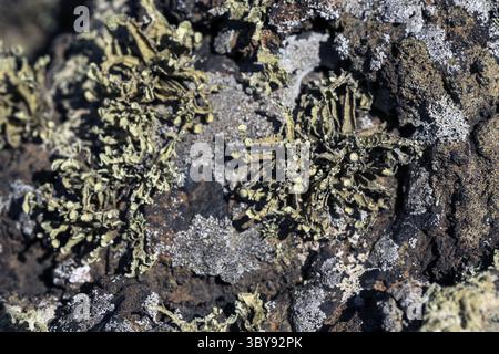 Erste Flechten und Pflanzen einer neuen Vegetation am abgekühlten Lavastrom bei Mancha Blanca Stockfoto