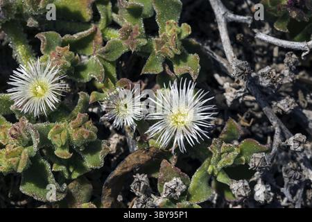 Erste Flechten und Pflanzen einer neuen Vegetation am abgekühlten Lavastrom bei Mancha Blanca Stockfoto
