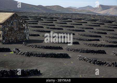 Weinbau auf Lanzarote in der Region La Geria, Spanien Stockfoto