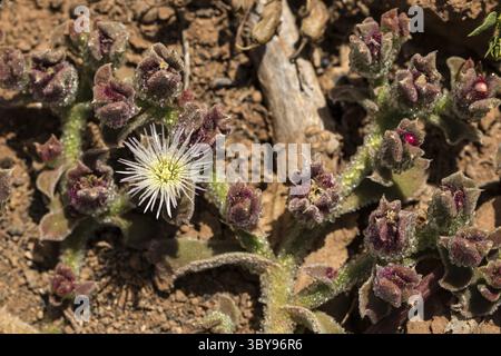 Erste Flechten und Pflanzen einer neuen Vegetation am abgekühlten Lavastrom bei Mancha Blanca Stockfoto