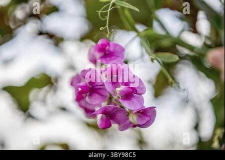 Mehrjährige Pfirsich Stockfoto