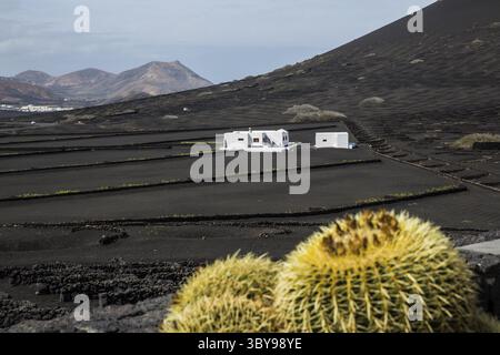 Weinbau auf Lanzarote in der Region La Geria, Spanien Stockfoto
