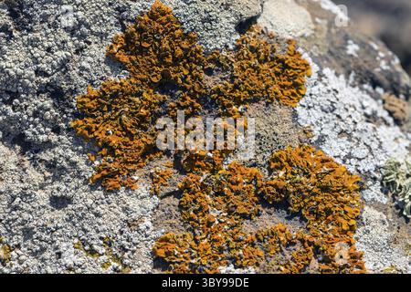 Erste Flechten und Pflanzen einer neuen Vegetation am abgekühlten Lavastrom bei Mancha Blanca Stockfoto