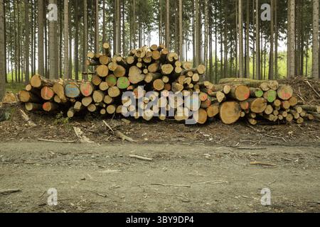 Haufen gesägter und nummerierter Buchenstämme im Wald Stockfoto