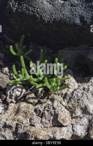 Erste Flechten und Pflanzen einer neuen Vegetation am abgekühlten Lavastrom bei Mancha Blanca Stockfoto