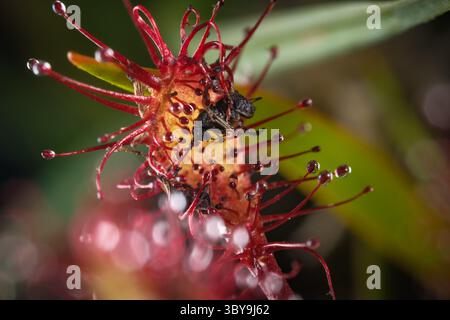 Roundblatt-Sonnentau-Pflanzen (Drosera rotundifolia), die im New Forest National Park Hampshire England gefunden wurden und eine Fliege in den klebrigen Ranken gefangen wurde. Stockfoto