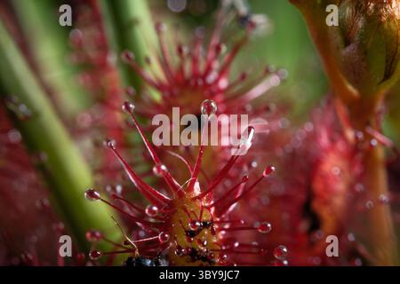 Rotblattsonnentau-Pflanzen (Drosera rotundifolia), die im New Forest National Park Hampshire England zu finden sind. Stockfoto