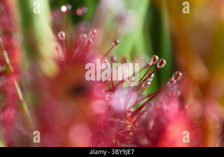Makrobild der Roundlau-Pflanzen (Drosera rotundifolia), die im New Forest National Park Hampshire England gefunden wurden. Stockfoto