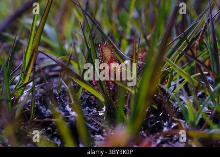 Rotblattsonnentau-Pflanzen (Drosera rotundifolia), die im New Forest National Park Hampshire England zu finden sind. Stockfoto