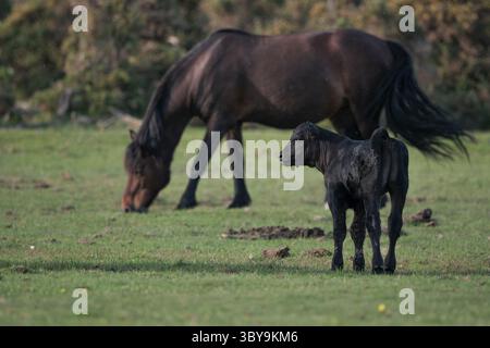 Während sie frei im New Forest Hampshire England herumstreifen, weiden ein Kalb und ein neues Waldpony auf Plaitford Common. Stockfoto