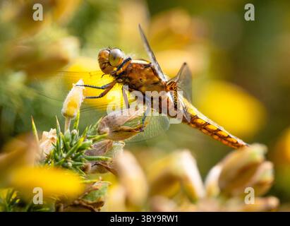 Gelbes (weibliches) breitmundiges Jagdflugzeug Libellula depress sitzt auf Ginsterstrauchblüte im New Forest Hampshire England. Stockfoto
