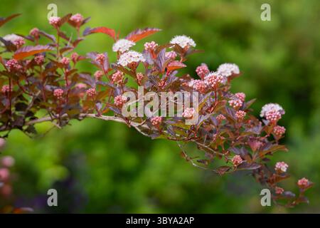Weißer ninebark, Physocarpus opulifolius Diable D oder Mindia in Blüte. Ninebark-Laub mit Blumen, lila und weißem Hintergrund. Stockfoto