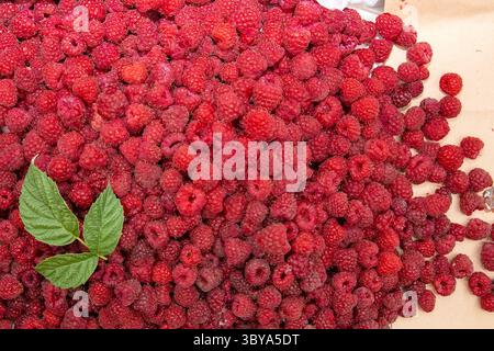 Ansicht von oben nach unten reife rote Himbeeren mit einem grünen Blatt auf einer neutralen Oberfläche, die natürliche Textur und organische Frische betont. Stockfoto