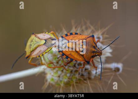 Carpocoris mediterraneus, die Rote Stinkwanze, eine Art von Stinkwanze, die zur Familie der Pentatomidae gehört und sich auf einer wilden Pflanze paart, Toskana, Italien Stockfoto