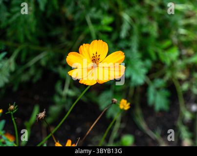 Garden Cosmos (Cosmos sulfureus) wächst und blüht im Garten Stockfoto