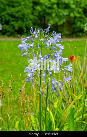 Afrikanische Lilie (Agapanthus) lila Blüten auch Lilie des Nils genannt Stockfoto