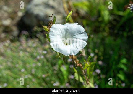 Die weiße Blume eines bugle Weinpflanze Calystegia sepium Stockfoto