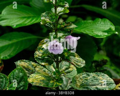 Lila Blume auf einer Gloxinia perennis Pflanze im Garten Stockfoto
