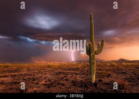 Arizona Monsunsturm mit Blitz und wehendem Staub in der Sonora-Wüste Stockfoto