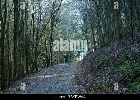 Sunlit Forest Trail am frühen Morgen Stockfoto