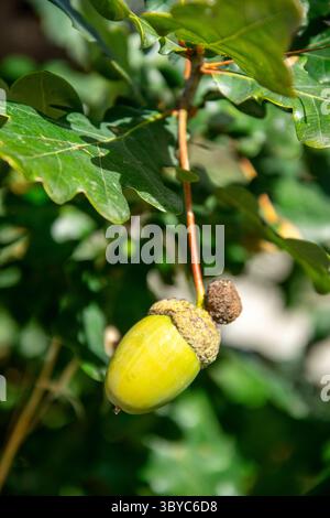 Green Acorn Oak Branch Natural Outdoor Element Green Acorn Oak Tree Nature Growth Season Stockfoto