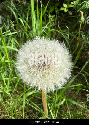 Nahaufnahme eines flauschigen Löwenzahn-Samenkörpers (Taraxacum officinale) in einer grünen Grasfläche im Botanischen Garten von Vilnius, Litauen, im Sommer gefangen Stockfoto