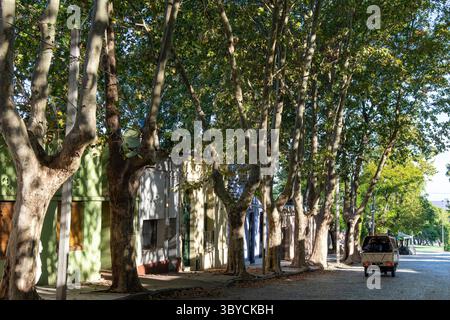 Blick auf die Hauptstraße der Stadt Colonia del Sacramento, Uruguay gesäumt von Platanen und traditionellen Häusern mit Sonnenschein durch die Stadt Stockfoto