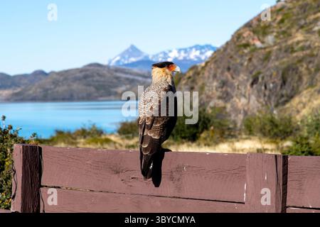 Nahaufnahme einer Crested Caracara (Caracara plancus) auf einem Zaun im Torres del Paine Nationalpark, Patagonien, Chile mit unscharfem Hintergrund Stockfoto