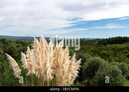 Panoramablick über die bewaldeten Hügel im Departement Rocha, Uruguay mit den Federn der Cortaderia selloana oder Pampas Gras A im Vordergrund Stockfoto