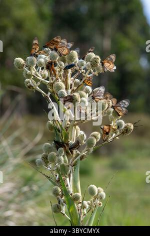 Vertikale Nahaufnahme von Eryngium yuccifolium oder Klapperschlange Master, Button Eryngo und Button Schlangenwurzel ausdauerndes Kraut in Hochgras-Pampas von Uruguay fi Stockfoto