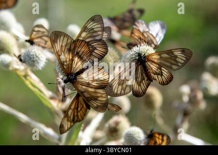 Makro von Doubleday Actinote Schmetterlingen auf außer Fokus Eryngium yuccifolium oder Klapperschlange Meister, Button Eryngo und Button Schlangenwurzel ausdauernd Stockfoto
